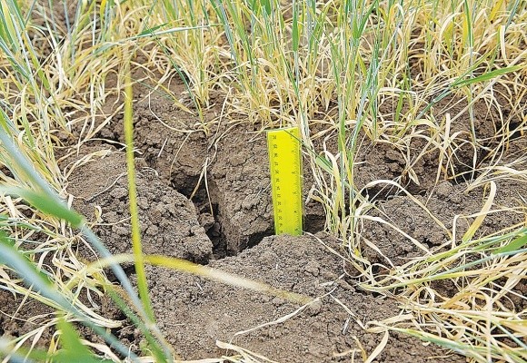 У деяких районах Польщі посухою пошкоджено 90% посівів зернових культур фото, ілюстрація