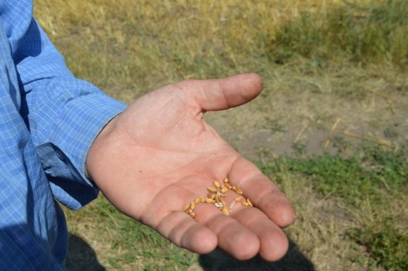 На Сумщині ДФС скосила урожай озимої пшениці у агрофірми “Хотінська” на користь держави фото, ілюстрація