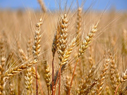 Аграрії Черкащини намолотили майже 2.5 млн тон кукурудзи фото, ілюстрація