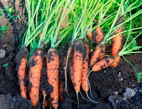 Вартість минулорічної моркви знизилась до 10 грн/кг фото, ілюстрація