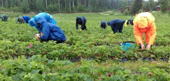 Аграрії закликають адаптувати радянські підходи до сезонних робіт в агросекторі фото, ілюстрація