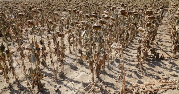 Непридатні ґрунти ОАЕ використовуватимуть для вирощування овочів-галофітів фото, ілюстрація