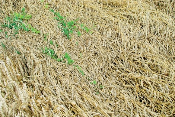 Отсутствие осадков на Черниговщине  может ухудшить состояния посевов поздних яровых фото, иллюстрация