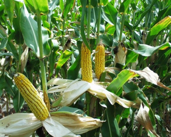 Ринок здивований цінами на українську кукурудзу  фото, ілюстрація