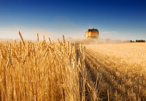 Україна увійшла до Топ-3 експортерів аграрної продукції в ЄС фото, ілюстрація