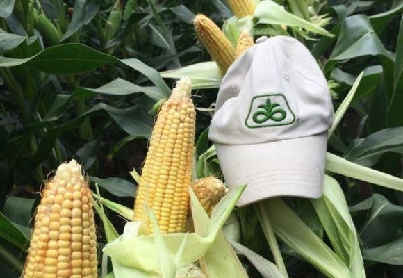 Україна збільшує вирощування пізніх гібридів кукурудзи, - DuPont Pioneer фото, ілюстрація