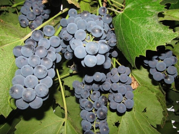В Україні цього року можуть знищити понад тисячу гектарів винограду фото, ілюстрація