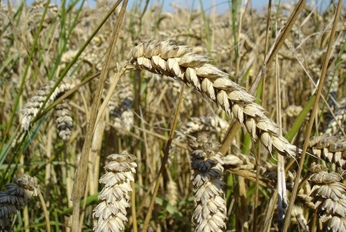 В Украине начат посев яровых зерновых культур фото, иллюстрация