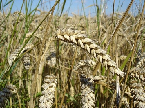 Аграрії України зібрали понад 200 тис. тон ранніх зернових фото, ілюстрація