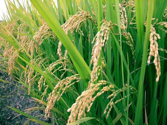 За прогнозами вчених, через зміни клімату поживність рису знижується фото, ілюстрація