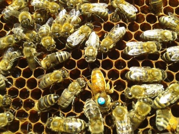Вчені створили ген для знищення кліщів, які руйнують бджолині колонії фото, ілюстрація