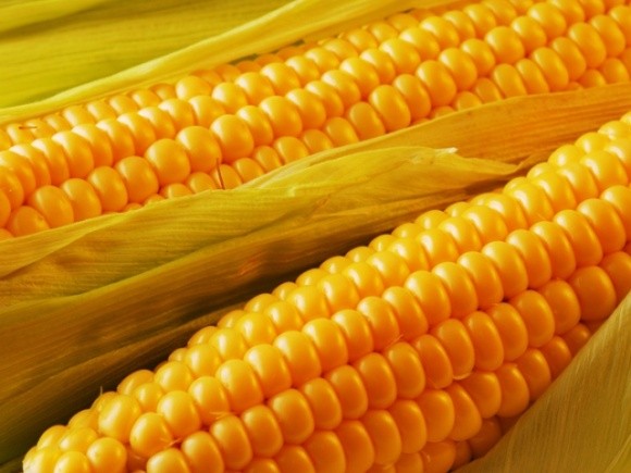 Драйвером ринку кукурудзи стане зростання споживання тваринницької продукції фото, ілюстрація