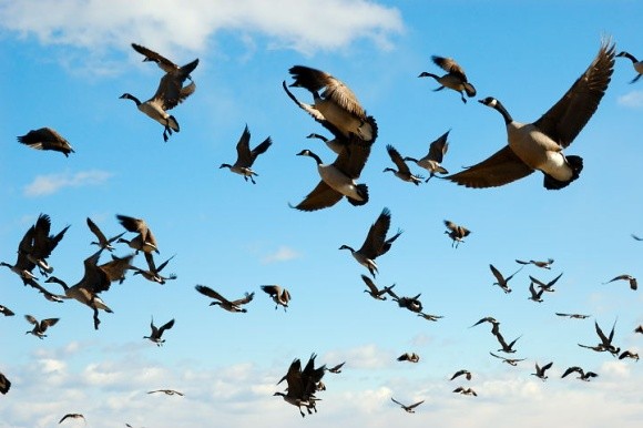Перелітні птахи повернулися з Криму в Україну фото, ілюстрація