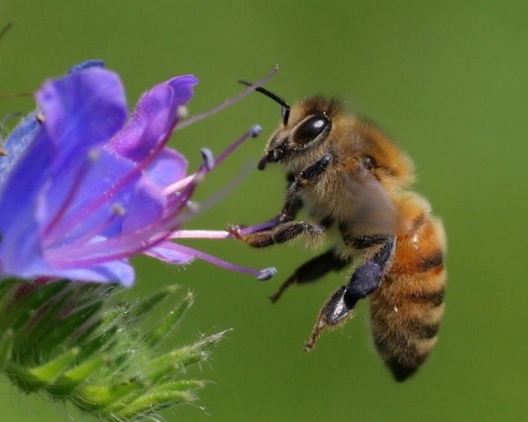 У США серйозна загроза винищення бджіл фото, ілюстрація