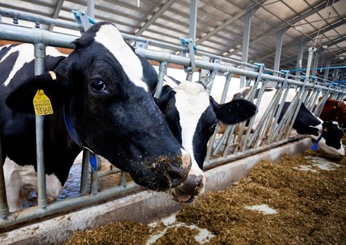 За останніх 6 місяців в Україні закрилось 100 молочних ферм – тваринники готуються до ринку землі фото, ілюстрація