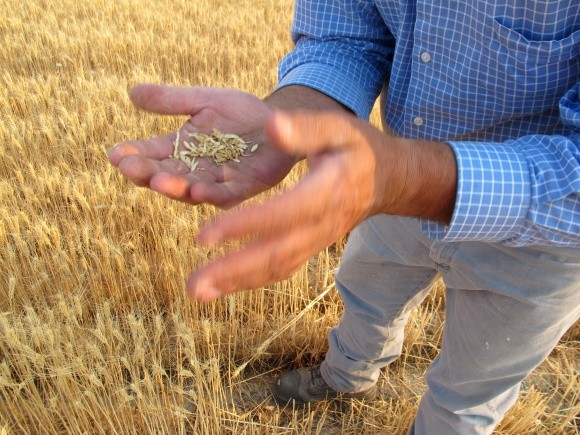 Уражене шкідниками зерно нового врожаю може стати серйозною проблемою експорту - експерт фото, ілюстрація