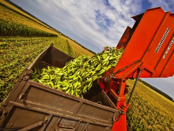УкрАгроКонсалт підвищує прогноз виробництва кукурудзи в Україні фото, ілюстрація