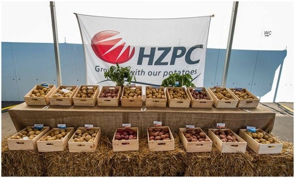HZPC працює над виведенням низькокалорійної картоплі фото, ілюстрація