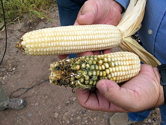 ГМО-культуры за 20 лет снизили химнагрузку на окружающую среду на 8,1% фото, иллюстрация