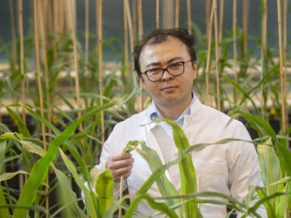 Вчені дослідили, як бактерії допомагають кукурудзі рости фото, ілюстрація