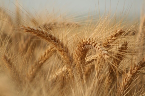 У В’єтнамі скасано заборону на імпорт української пшениці фото, ілюстрація