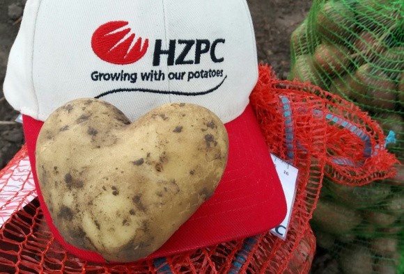 Найбільше міндобрив аграрії вносять під картоплю фото, ілюстрація