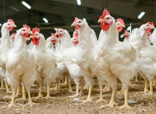 У Європарламенті незадоволені зростанням експорту української курятини до ЄС фото, ілюстрація