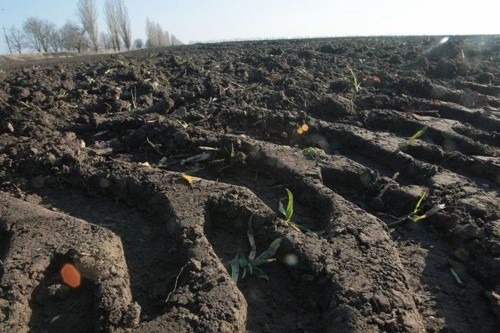 Більше 3 тисяч га посівів постраждало через негоду в Тернопільській області фото, ілюстрація