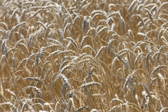 Запаси пшениці знизилися на 12,5% - до 12,3 млн.тонн фото, ілюстрація