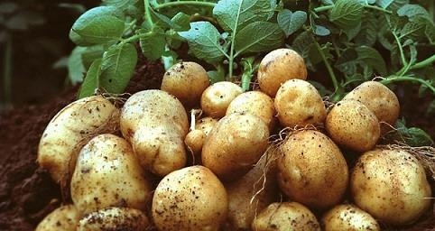 Цьогоріч в Україні дефіциту картоплі не буде, - експерти фото, ілюстрація