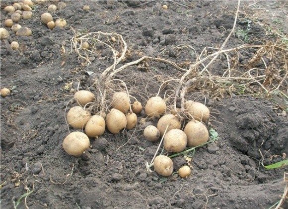 Ситуація з картоплею на ринку України досить не рівномірна  фото, ілюстрація
