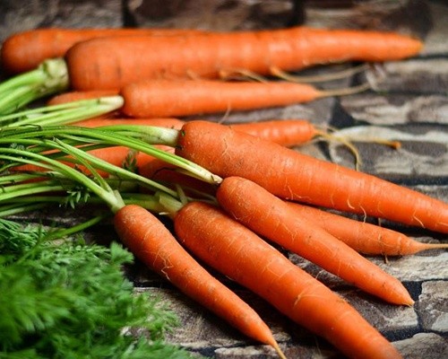 Аграрії Херсонської області почали збирати моркву нового врожаю фото, ілюстрація