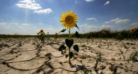 Втрати урожаю через негоду можуть становити від 10 до 70 % — ФАО фото, ілюстрація