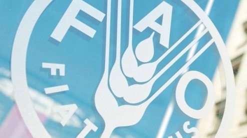 ФАО затвердив стандарти проти глобального поширення шкідників фото, ілюстрація