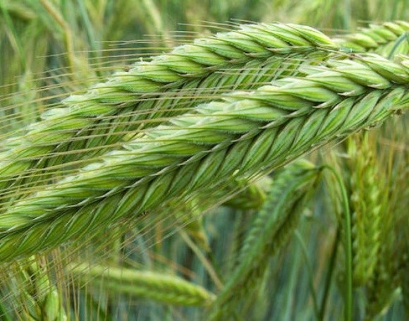 Прогноз сухої та спекотної погоди розігріває пшеничні ринки фото, ілюстрація
