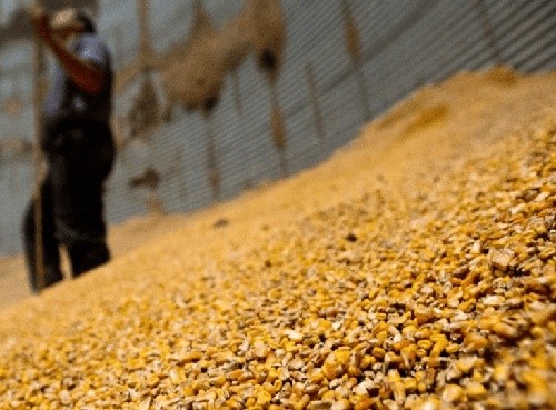 В "Аграрному фонді" підозрюють, що в них вкрали зерна на 200 мільйонів гривень фото, ілюстрація
