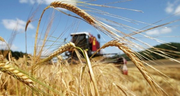 Жнива-2018: вже зібрано 6,2 млн тонн зернових та зернобобових культур фото, ілюстрація
