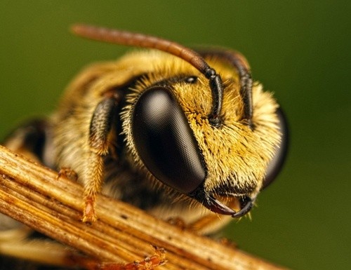 За потраву бджіл хочуть ввести кримінальну відповідальність фото, ілюстрація