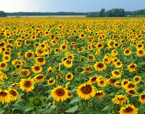 «Епіцентр К» збільшує посіви високоолеїнового соняшнику фото, ілюстрація