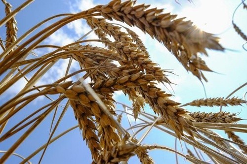 Переробка зернових на борошно скоротилася на 17.4% фото, ілюстрація