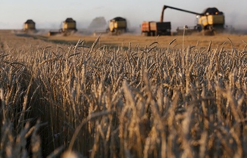 Отримати рекордний урожай пшениці Україні завадила літня спека, - Укргідрометцентр фото, ілюстрація