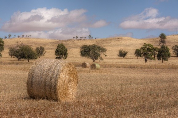 Через сильну посуху фермери в США утилізують пшеницю на сіно фото, ілюстрація