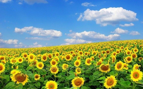Сівбу соняшнику вже  завершено у п'яти областях України фото, ілюстрація