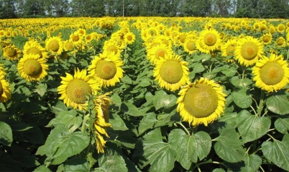 Як правильно захистити посіви соняшнику фото, ілюстрація