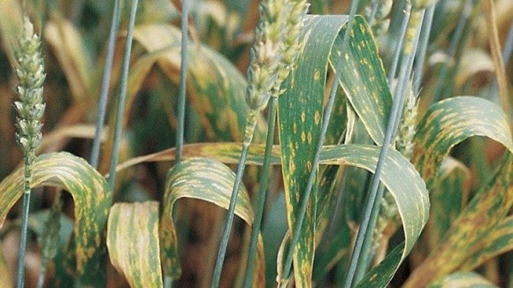 Посіви зернових культур атакують шкідники та хвороби, що негативно впливає на формування майбутнього врожаю зерна фото, ілюстрація