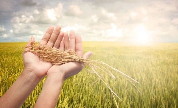 Агролайфхак: як збирати озиму пшеницю фото, ілюстрація