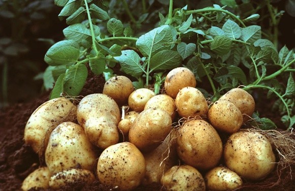 Несподіванок на вітчизняному ринку картоплі не очікуватимуть фото, ілюстрація