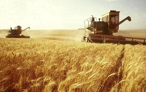 На Харківщині врожайність зерна зросла майже на третину, – до 42.8 центнерів з гектара фото, ілюстрація