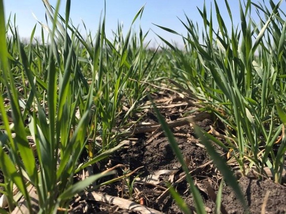 Чи допоможуть регулятори росту примерзлим зерновим? фото, ілюстрація