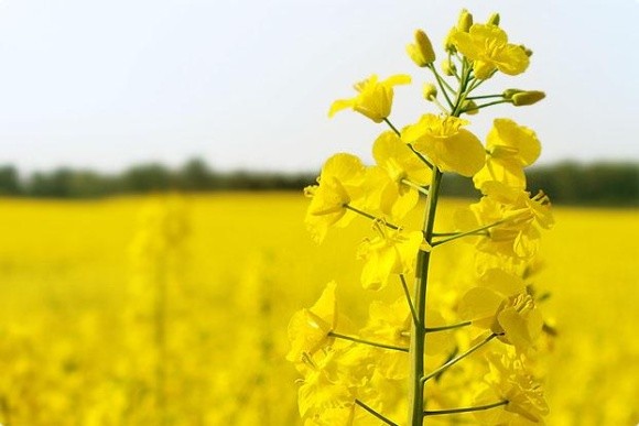 В Україні урожайність ріпаку зросла на 40% фото, ілюстрація